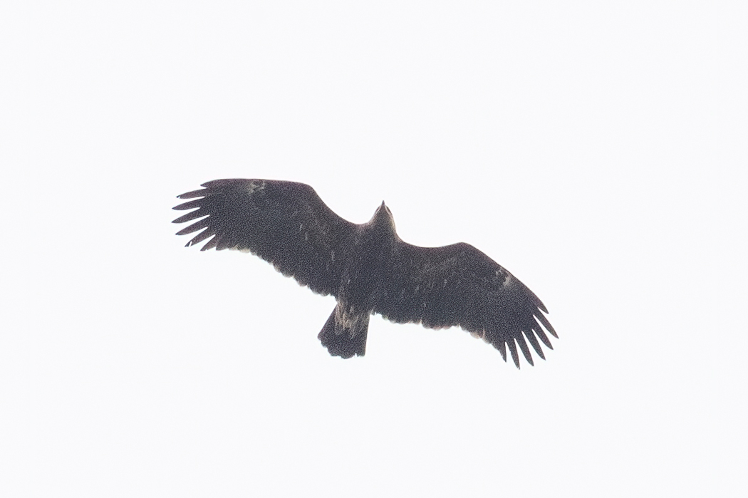 Greater Spotted Eagle